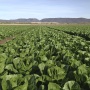 The CDC has narrowed its romaine advisory in light of new information from the FDA.