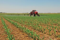 “The main troubles have been with glyphosate and glufosinate,” Amy Asmus says. “And I’m worried more about glufosinate.” 