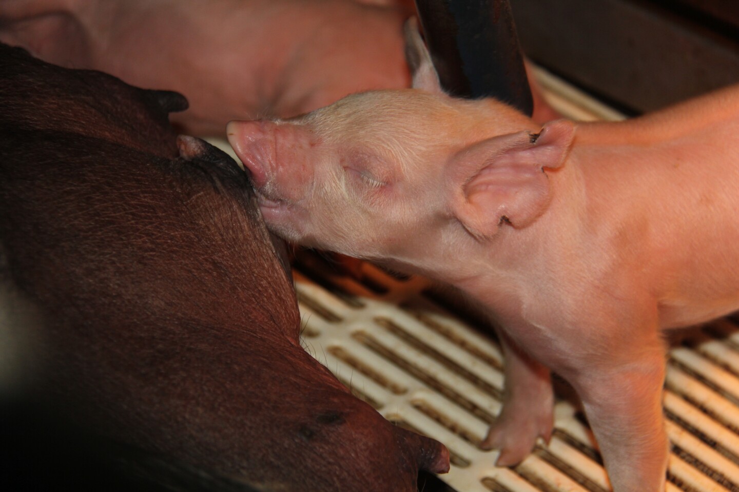 Piglet baby pig 2 SB