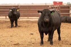 GAR bulls.