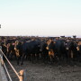 Cash cattle prices traded higher