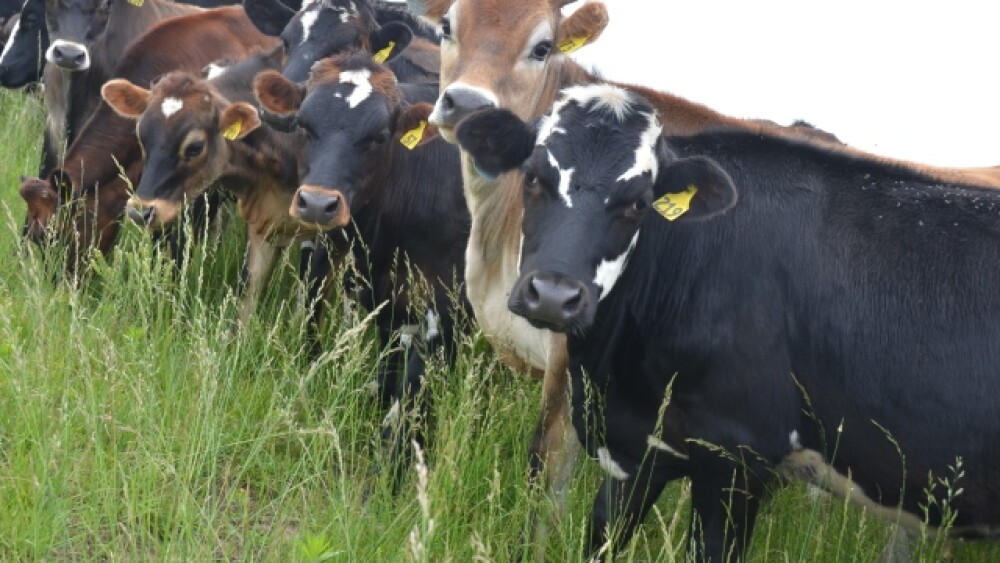DT_Dairy_Heifers_Pasture