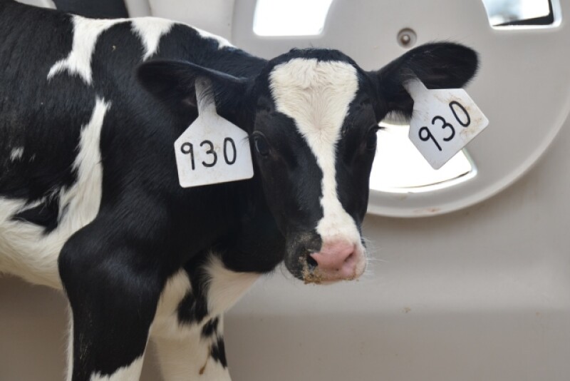 Trace minerals are important to calves’ development, but these nutritional components can vary in source. It turns out some trace minerals are more palatable than others, resulting in significant differences in consumption by calves. 