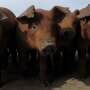 Pigs