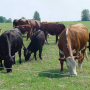 Cattle grazing