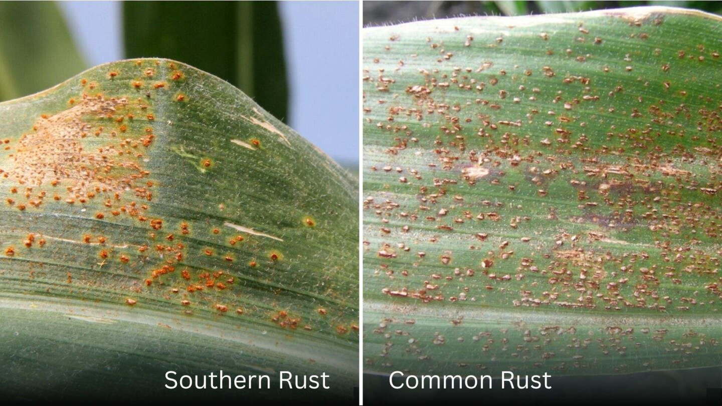 Corn Ruste Symptoms of Southern Rust in Corn: When to Scout and What to Look For ...