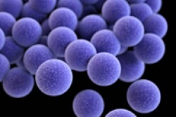 A rebuilt bacterial compound called tunicamycin could bolster penicillin’s effectiveness against antibiotic-resistant germs like Staphylococcus aureus.