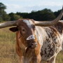 BEVO_Longhorn