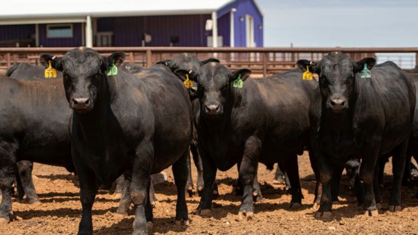 7th Gardiner Angus ‘Meating Demand’ Bull Sale Averages $6,718 - Drovers