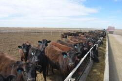 Beef on Dairy