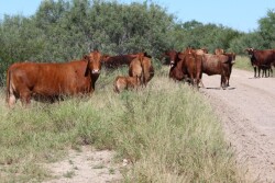 BT_South_Texas_Cows