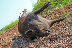 wild pig diet