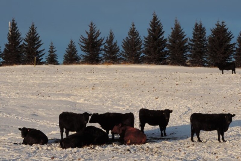 Winter_Cows
