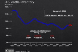 Sterling Marketing projects the January 1, 2020, cattle inventory will be 0.7% lower.