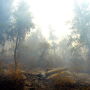 Wildfire