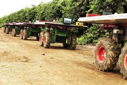 Burro automated cart
