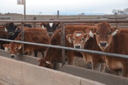 Trent Dado with GPS Consulting says it's going to be one of those years where producers have to bite the bullet and pay a little bit more for heifer feed.