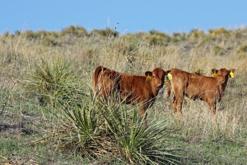 Yucca_Plant_Calves__Native_Pasture