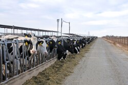 “What do farmers want? They want trade. Nobody wants a payment,” Ford said. “If they have to have an interim payment, they would like something more reflecting the loss in the market that hit them.”