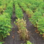disease soybeans