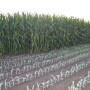 Crop conditions are so variable this year, analysts say we won't have an accurate grasp of the impact on both yield and abandonment until later this summer. 