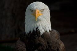 Bald_Eagle