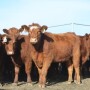 BT_Replacement_Heifers