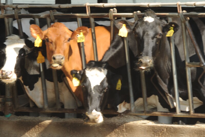 Cows with extended dry periods beyond 60 days need their own group and ration.