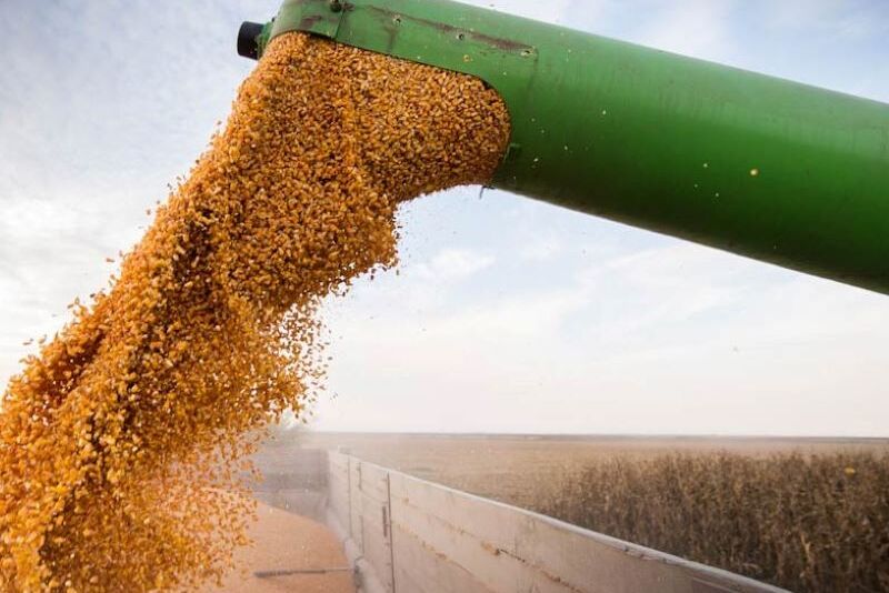 Corn and Soybean Producers Turning to Options in a High Volatility Environment
