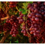 grapes.jpg