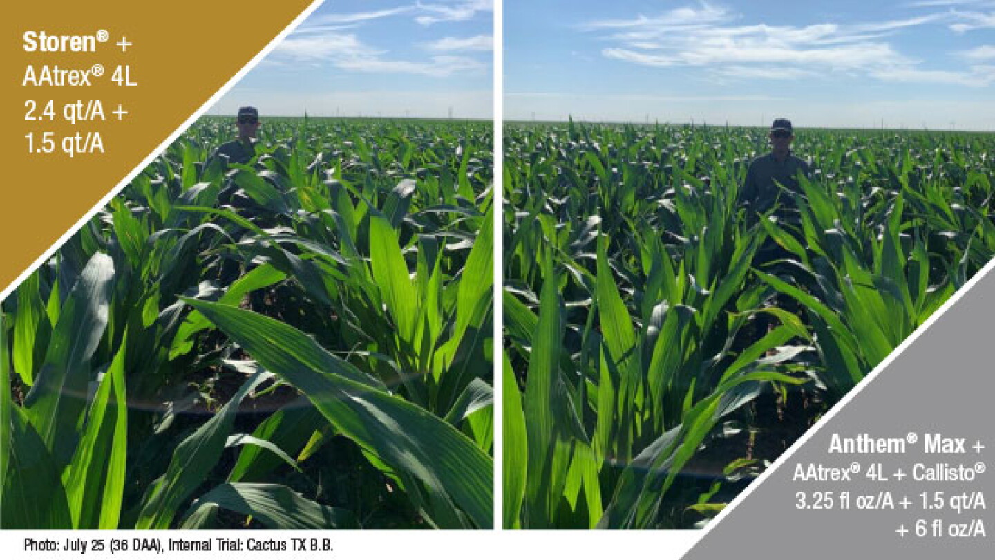 Metasafe The (Un)Hidden Risks of Corn Crop Injury - AgWeb