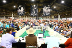 NSR Sale