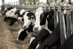 Dairy cows feeding