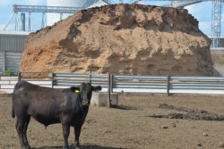 BT_Feedlot_Silage_Mill