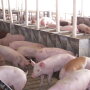 How will potentially higher corn prices impact feed cost indices for a swine finishing enterprises?