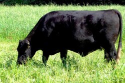 cow_grazing_rye