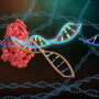 Genome editing technology has tremendous potential for quickly and accurately introducing desirable traits for productivity, health, fertility, animal welfare, food quality and safety in livestock populations.