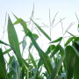 Causing the plateau in steady land values has been several years of lower supply of land for sale, which so far has negated any depressed values as a result of the profitability pressures.
