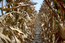 corn-field-1-1557375