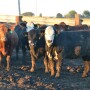 BT_Feeder_Cattle