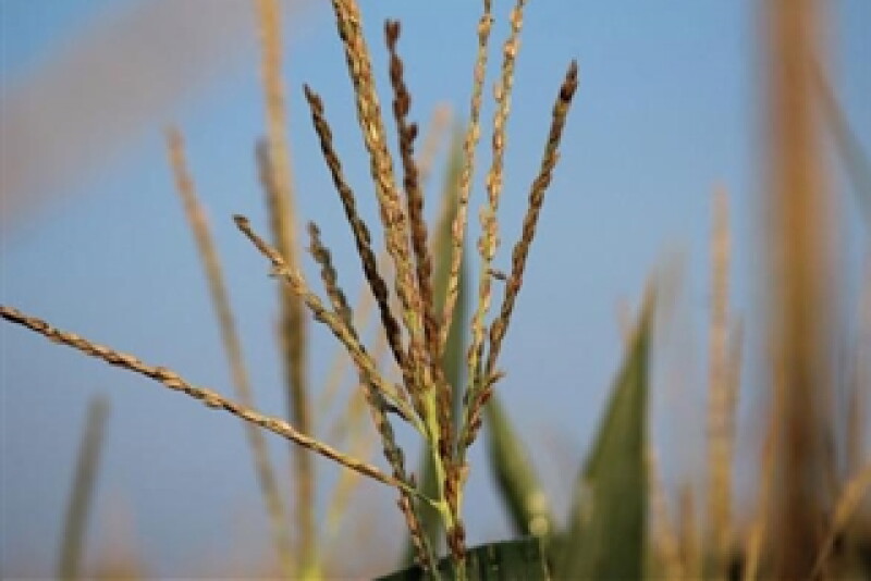 nebraska-corn-tassel