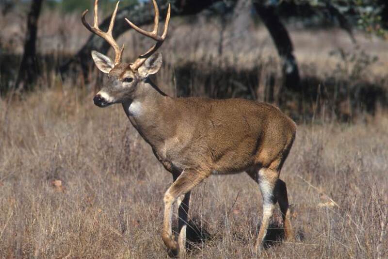 In Wisconsin, Chronic Wasting Disease s concentrated among white-tailed deer in southwestern and southeastern counties.


