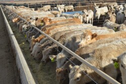 BT_Feedlot_Cattle_Preconditioning