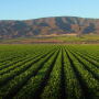 A Nunes family farm in the Salinas Valley. 