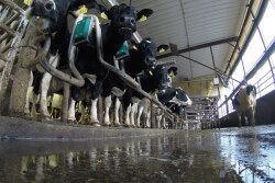 Cows in a dairy parlor. 