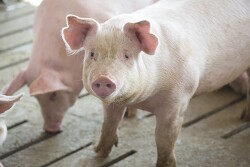 Cash traded weaner pig volume was above average this week, as cash prices were $31.92, down $0.72 from a week ago. 