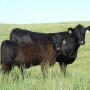 LorenBerger-CowCalf.jpg