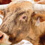 A longhorn herd is part of a beta testing program of a 'Fitbit' like chip tagged to the cattle's ear and transmits bio-data through a smart phone app.