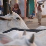 sacred-cow-India