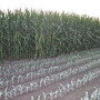 As ethanol demand declines, farmers are questioning what's the outlook on growing corn with less demand. John Phipps answers in Customer Support. 